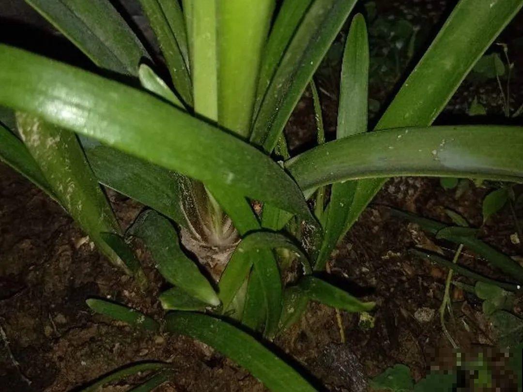 朱顶红埋土里，如何能年年开花，球变大、变多？