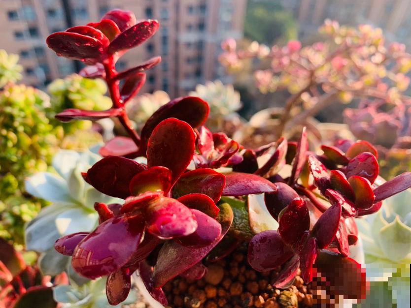 初春养花要沉住气，不能太心急，不然花容易死翘翘