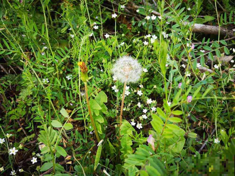 4种“去火”草，农村最多，现在越挖越少