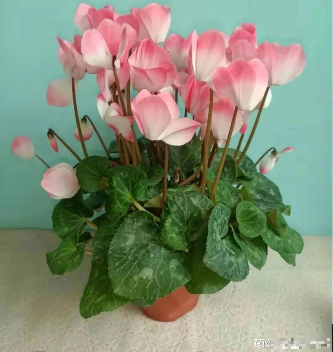 16种高颜值花，冬天耐寒不娇气，新手也能养爆盆