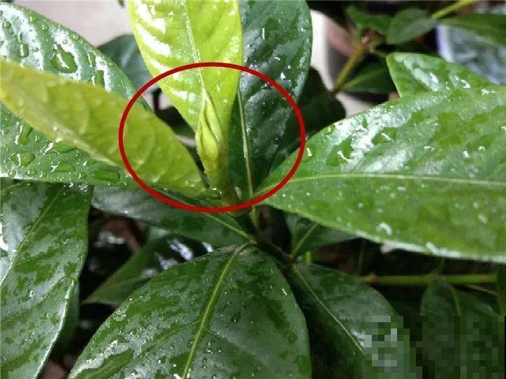 带花芽的枝条不能修剪，未来全是花苞，一剪就亏了