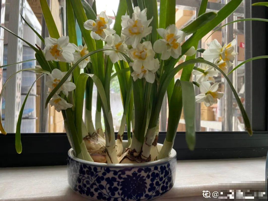 “过年花”开完，还能分10盆，每年都开花