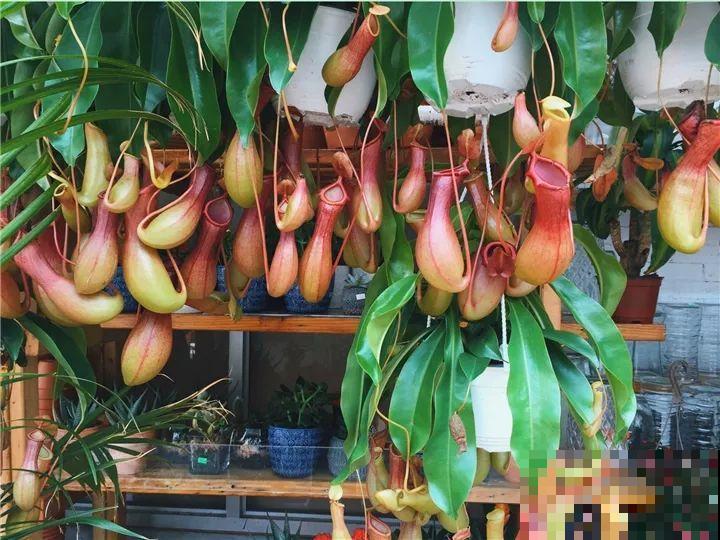 有一种花耐阴又好养,还能吃虫子,太实用了! 有一种花耐阴又好养,还能吃虫子,太实用了!