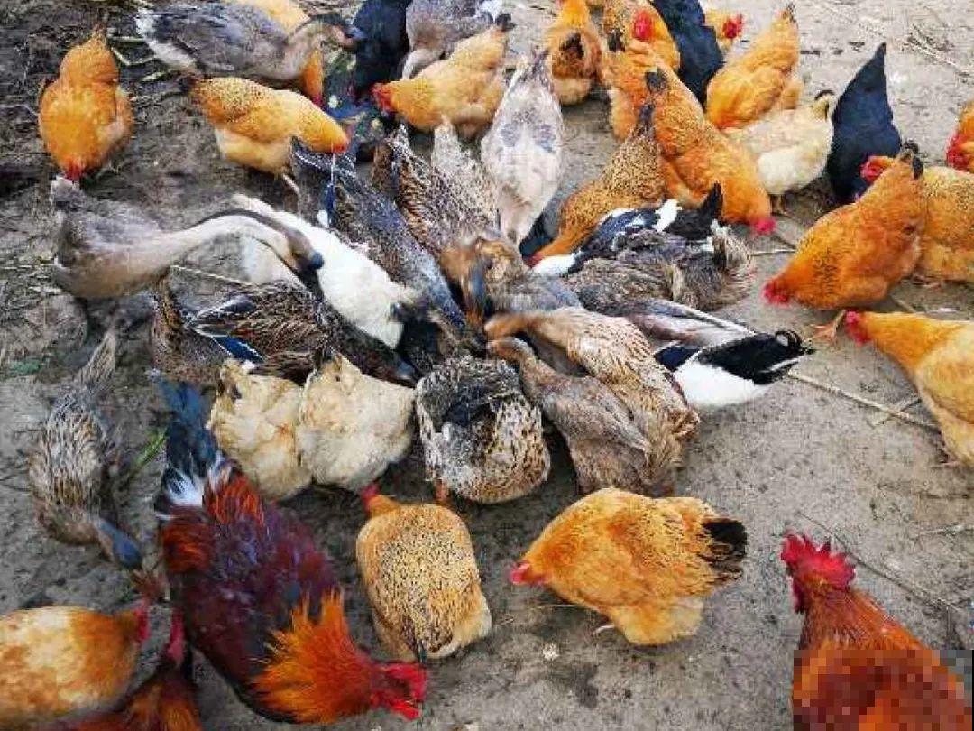 月季12个月计划表，按照这个养，大花墙不是梦！