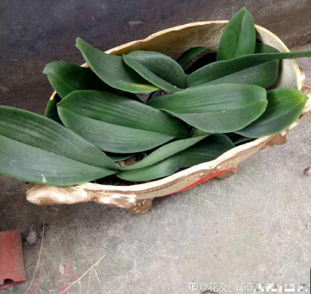 路边别人丢的大花盆，看着眼馋，好想捡回家