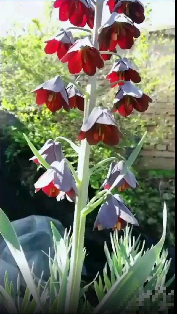 花市10块钱买的花，开花之后身价倍增，真赚了！