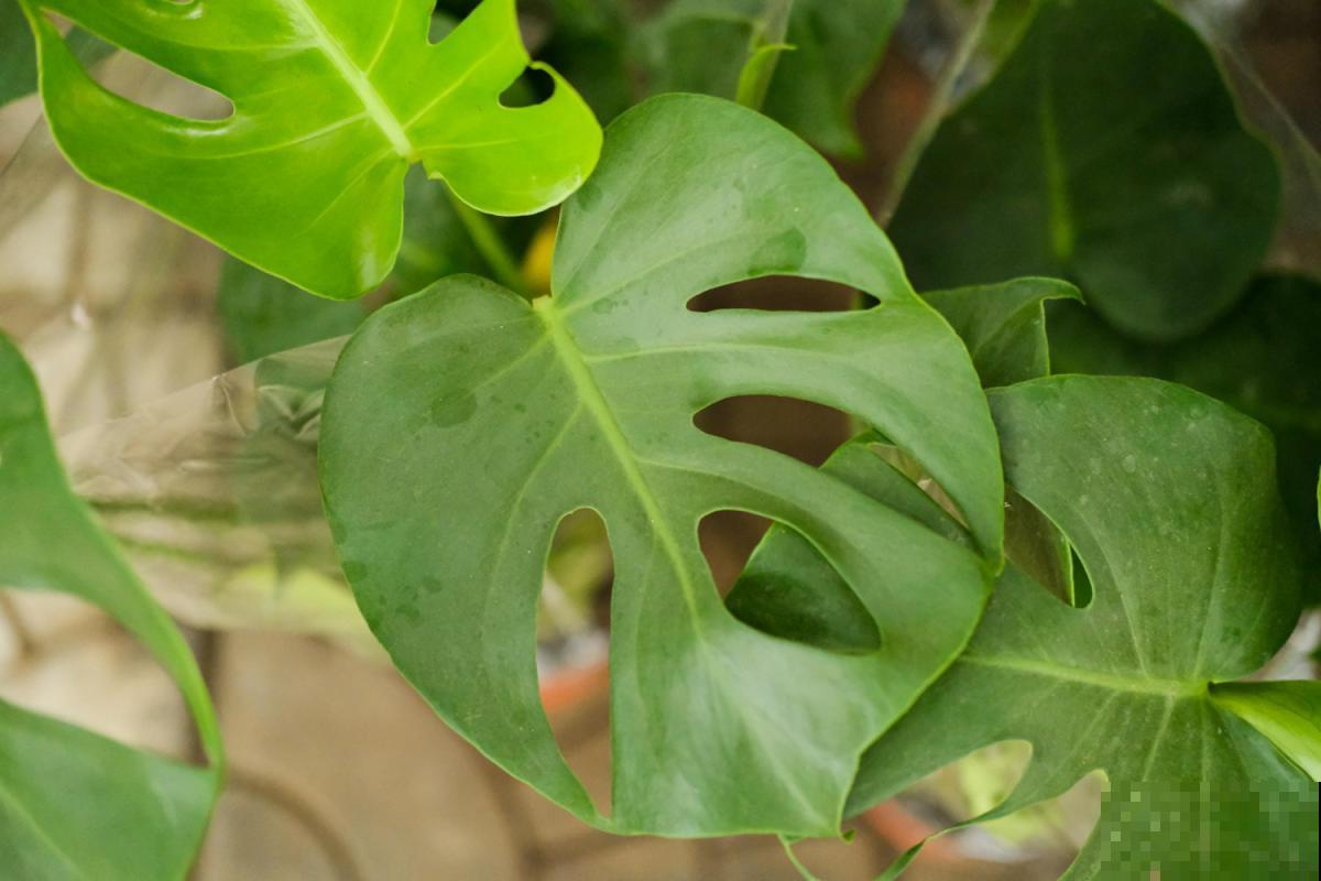 植物界的4大“老寿星”，寓意健康长寿，养的越久越值钱！