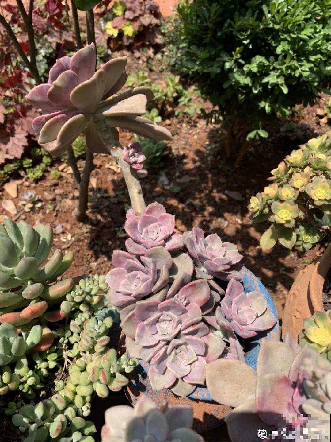 多肉老桩有多美，看着像是艺术品，造型超美