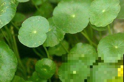 “网红”盆栽镜面草,冬天这样养护,叶子又大又圆! “网红”盆栽镜面草,冬天这样养护,叶子又大又圆!