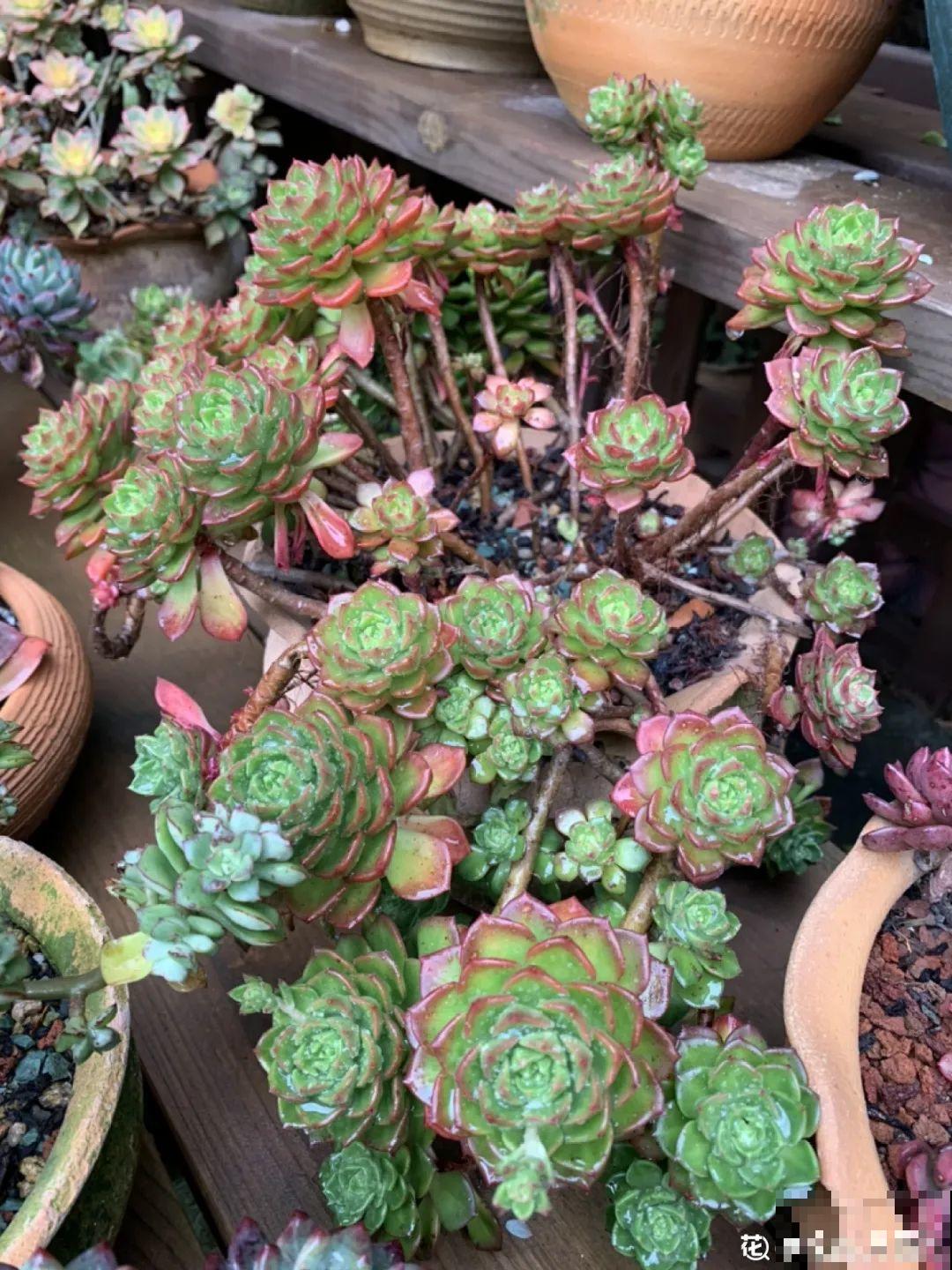 多肉老桩有多美，看着像是艺术品，造型超美