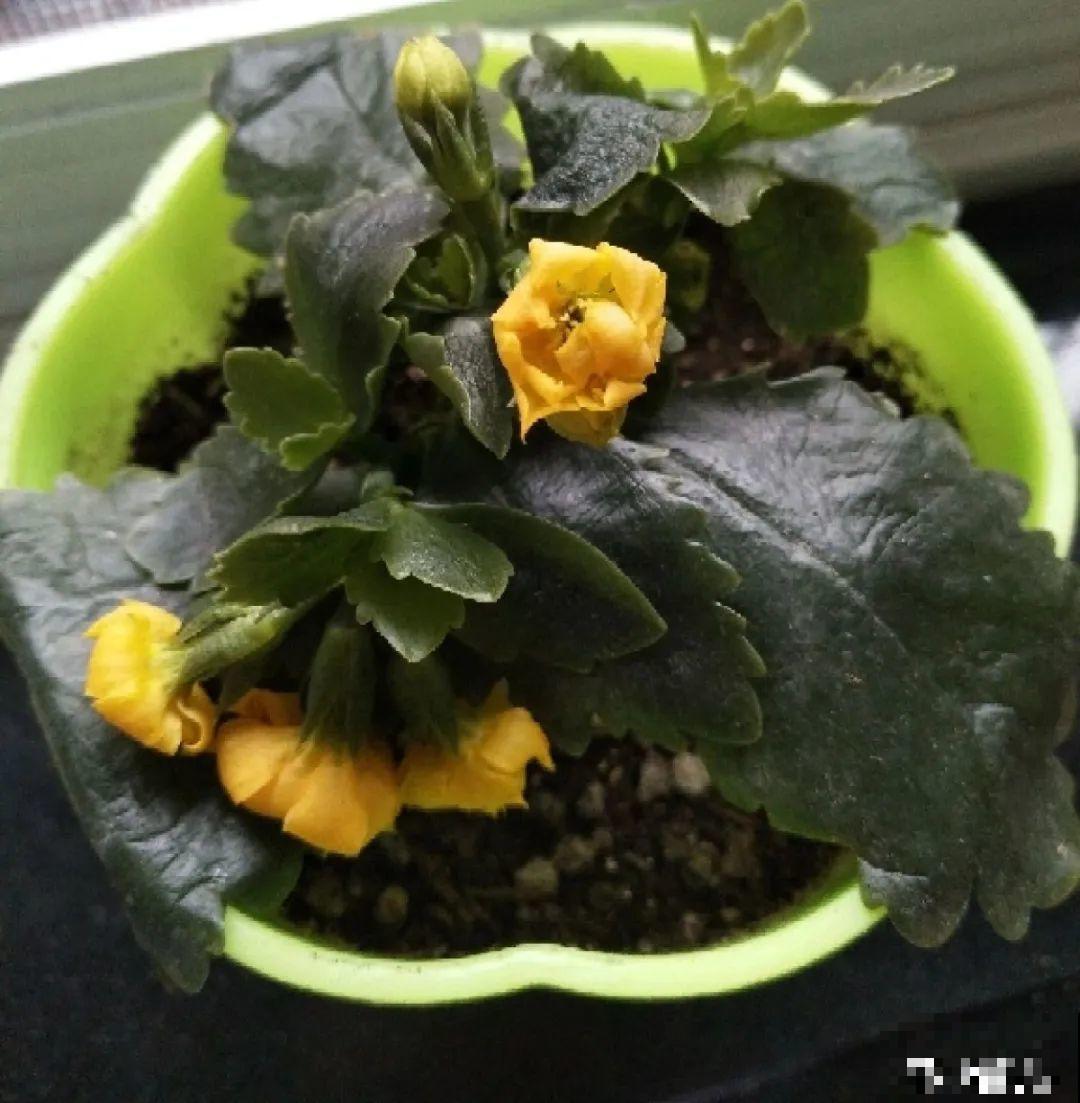 长寿花超全大养护，养爆盆的秘密，全在这里！