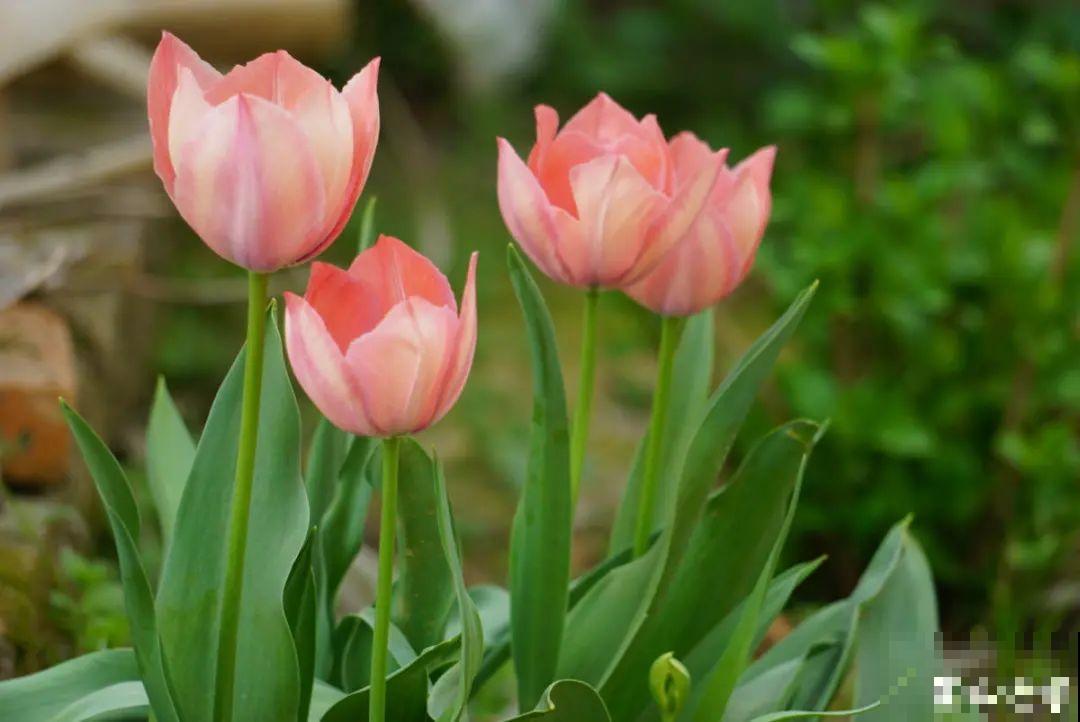 家里有这9种花,一定要冻一个月,才能开花更好看 家里有这9种花,一定要冻一个月,才能开花更好看