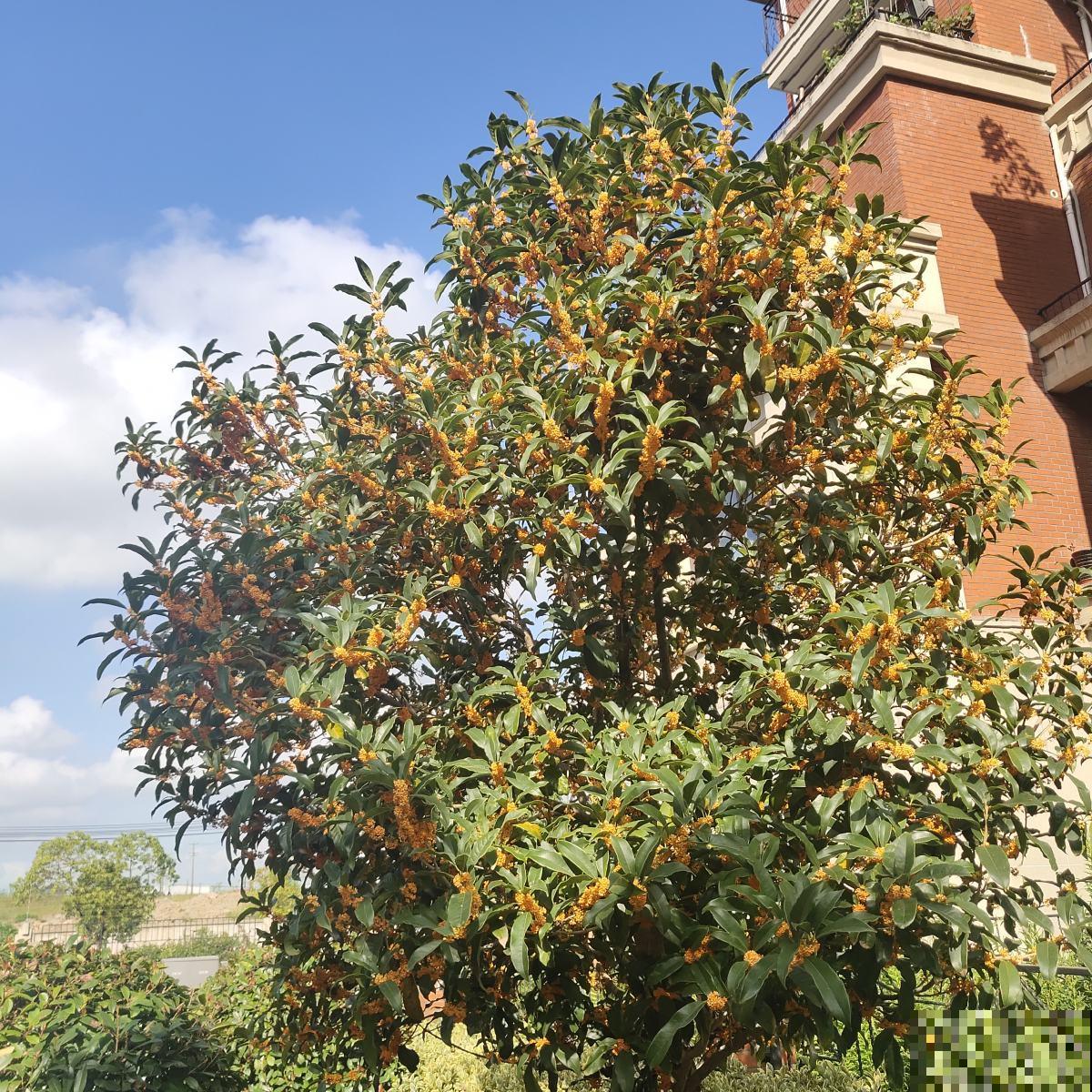 院子里面种点树，养的越久越金贵，最后都变成“财富”