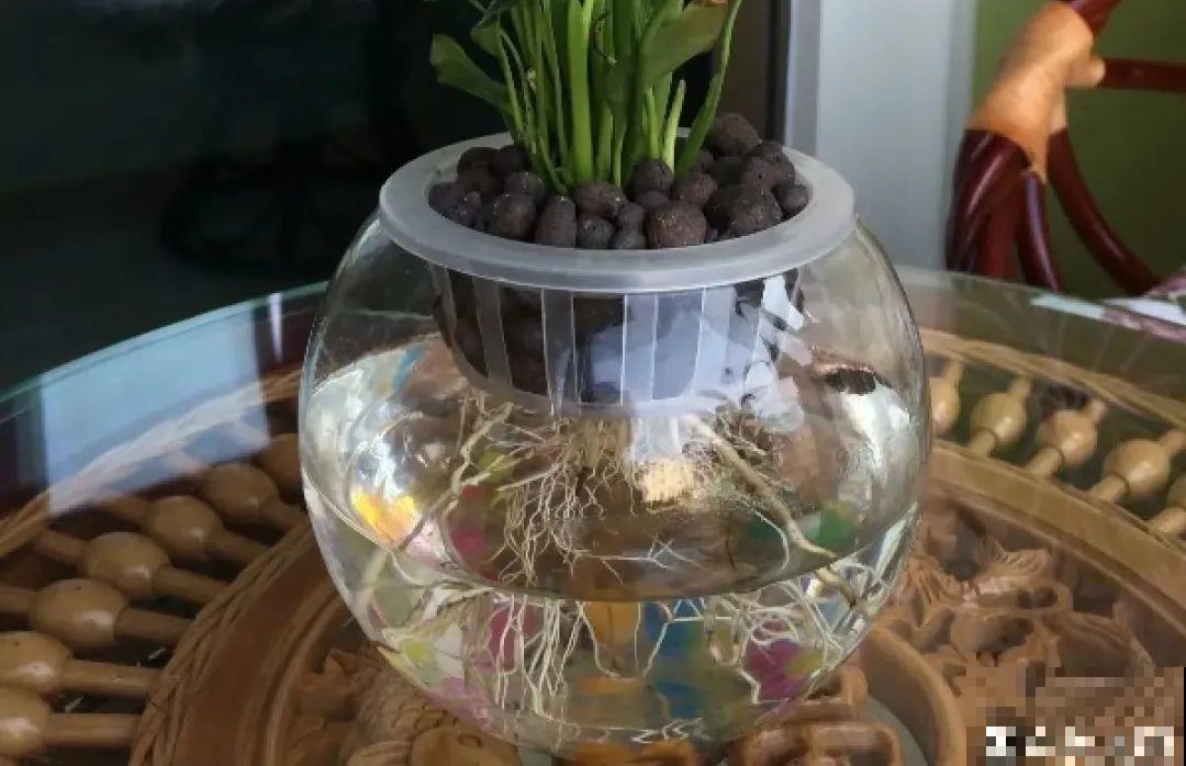 8种难养的花，脱土脱盆泡水里，越浇水长得越旺！