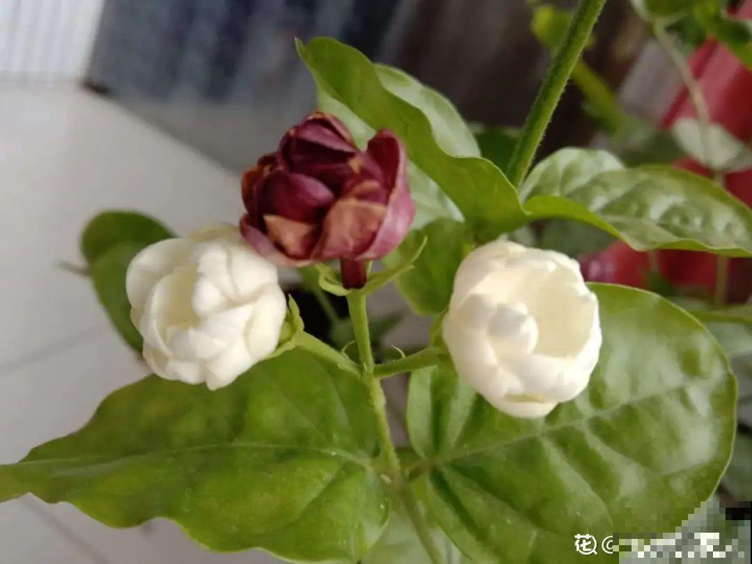 6种花慎养，再好的盆和土，现在也养不活