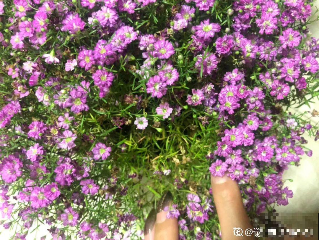 买花种子总是不对版,记住这些种子,少上当! 买花种子总是不对版,记住这些种子,少上当!