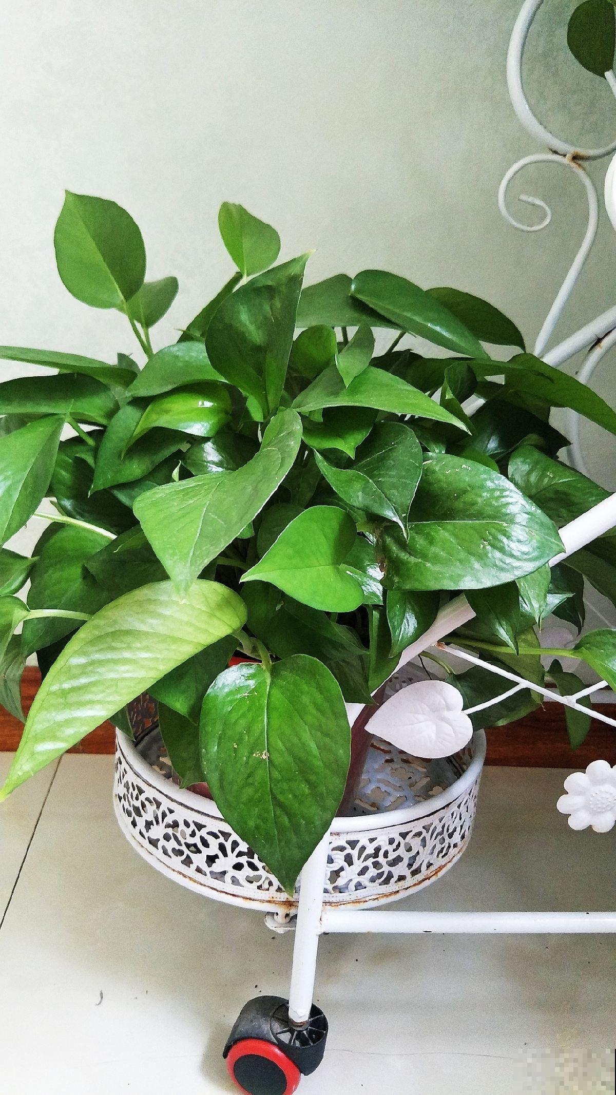 3套新手养花组合，简单好养开花颜值高，超适合新手花友