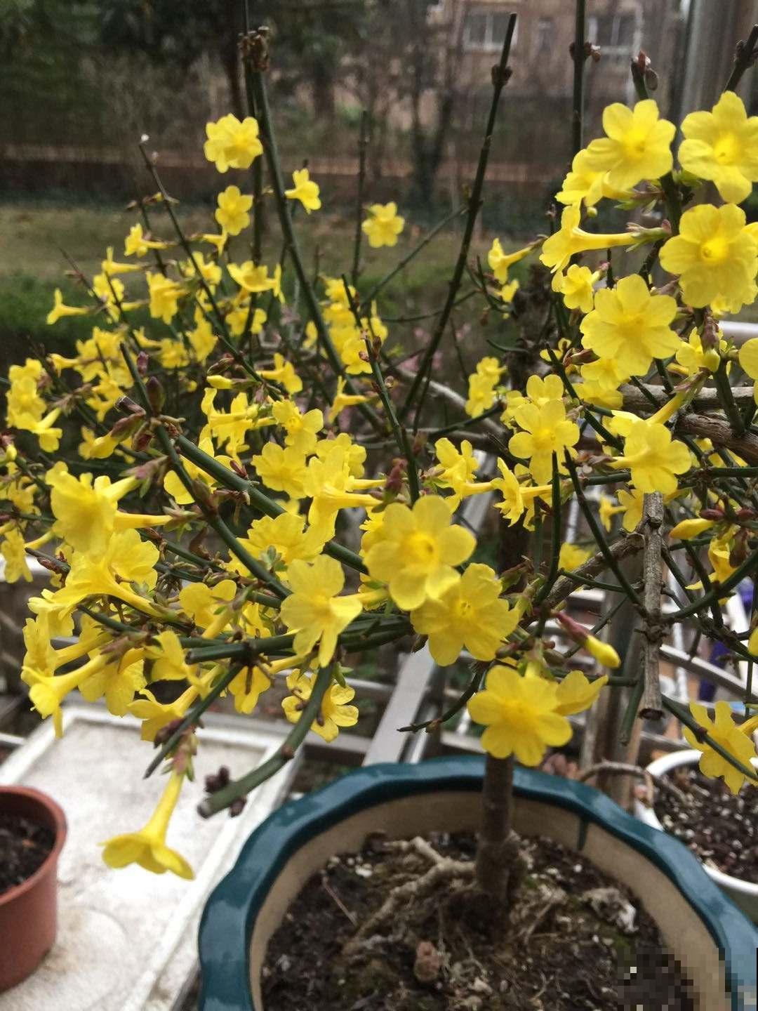 24种花，对应24节气，一年到头有花看（上篇）