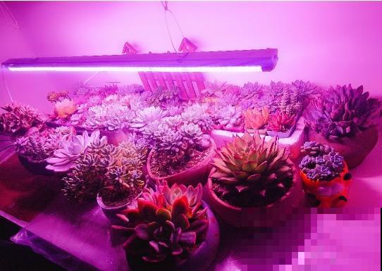 室内养花光照不充足？3个小方法，教你“自制光照”！