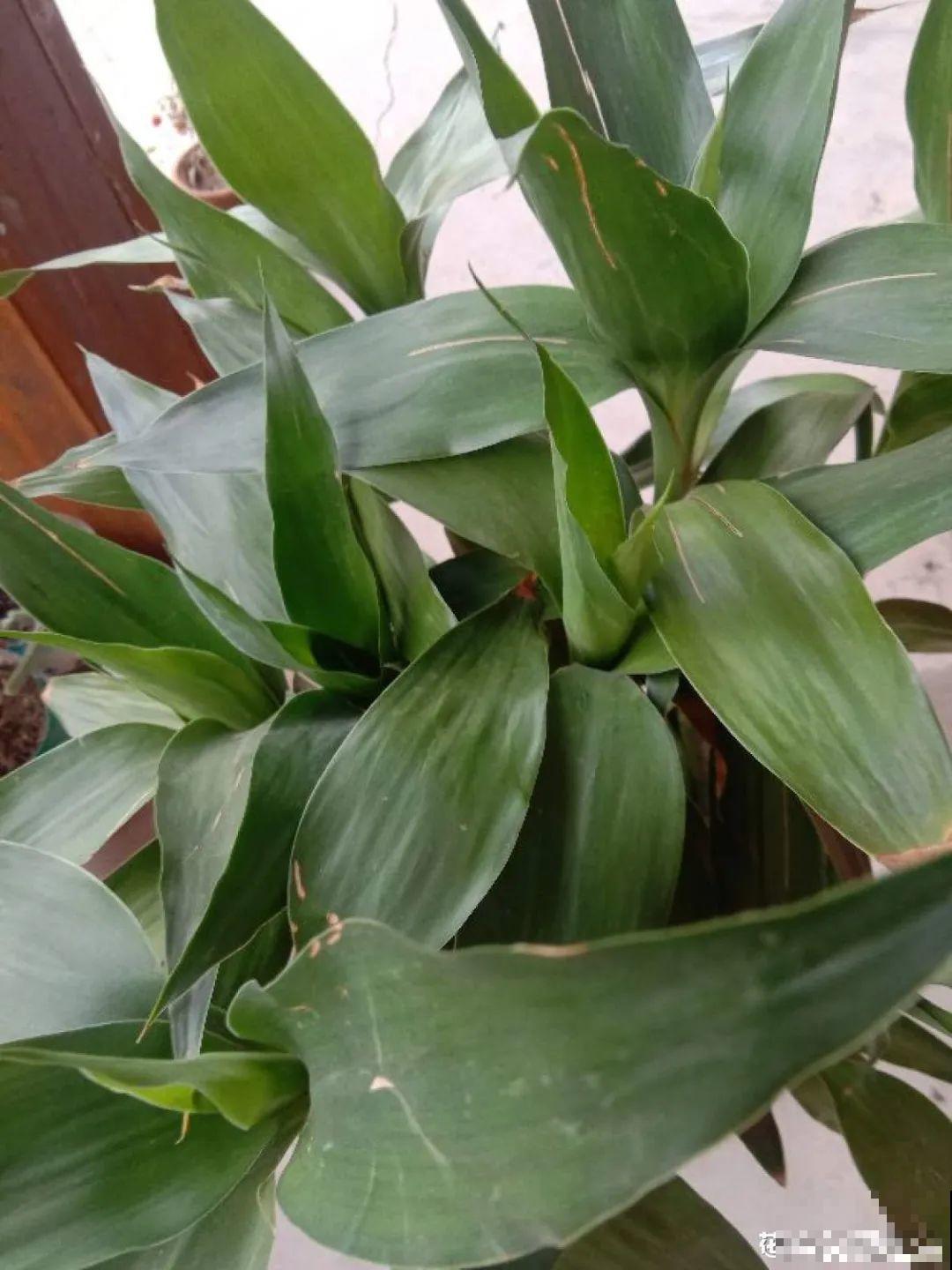 24种花,净化空气最厉害,绿萝竟然倒数! 24种花,净化空气最厉害,绿萝竟然倒数!