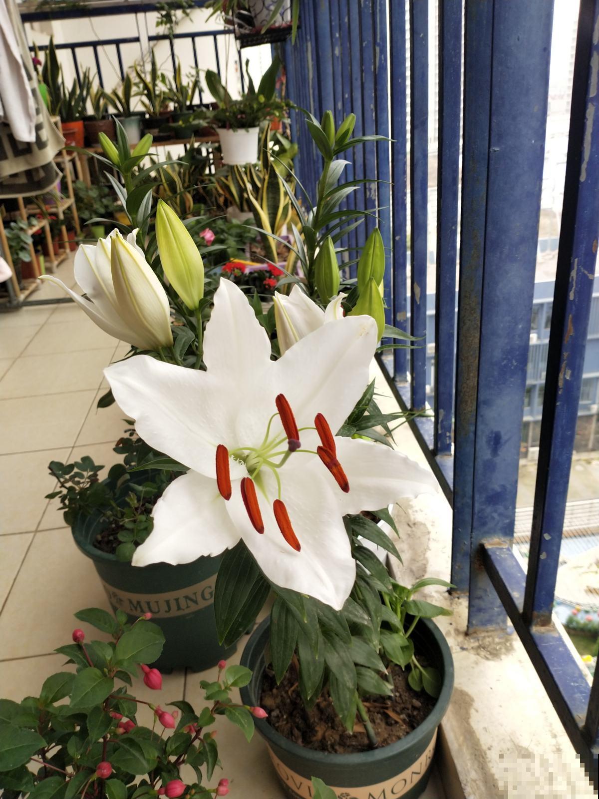 3个养花坏习惯，要赶紧改掉，不然花养得再多也养不好