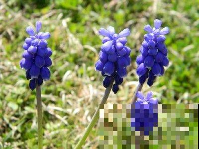 超级好看的葡萄风信子,记好这3点,猛爆“葡萄串” 超级好看的葡萄风信子,记好这3点,猛爆“葡萄串”