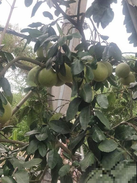 菠萝蜜原来是长在树上的，真的刷新认知！