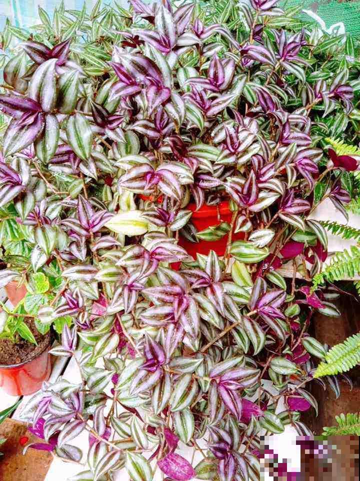 春天气温回升,3种花适合扦插,一周就能生根 春天气温回升,3种花适合扦插,一周就能生根