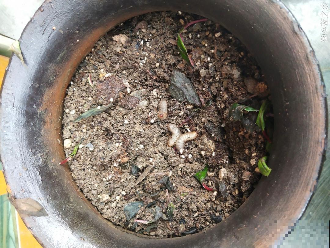 花出现7种情况，必须换盆，否则花活不过春天