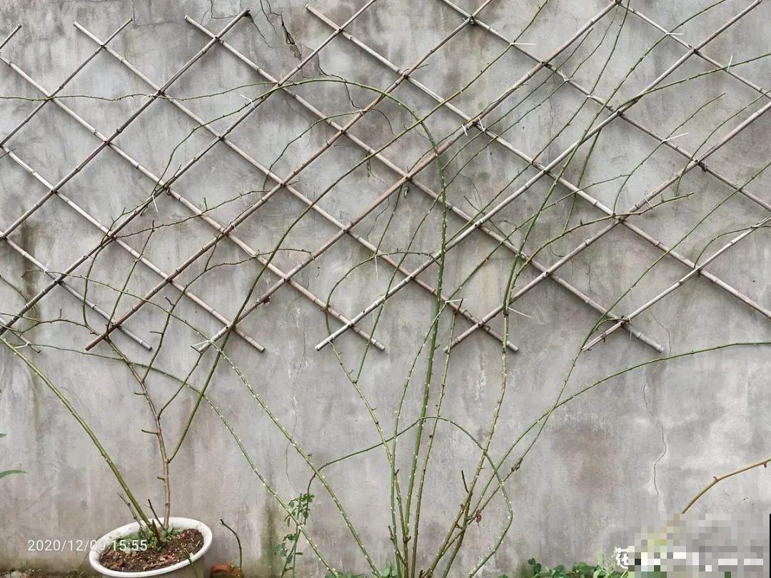 冬剪开始了，月季看见这种枝，就要赶紧剪！