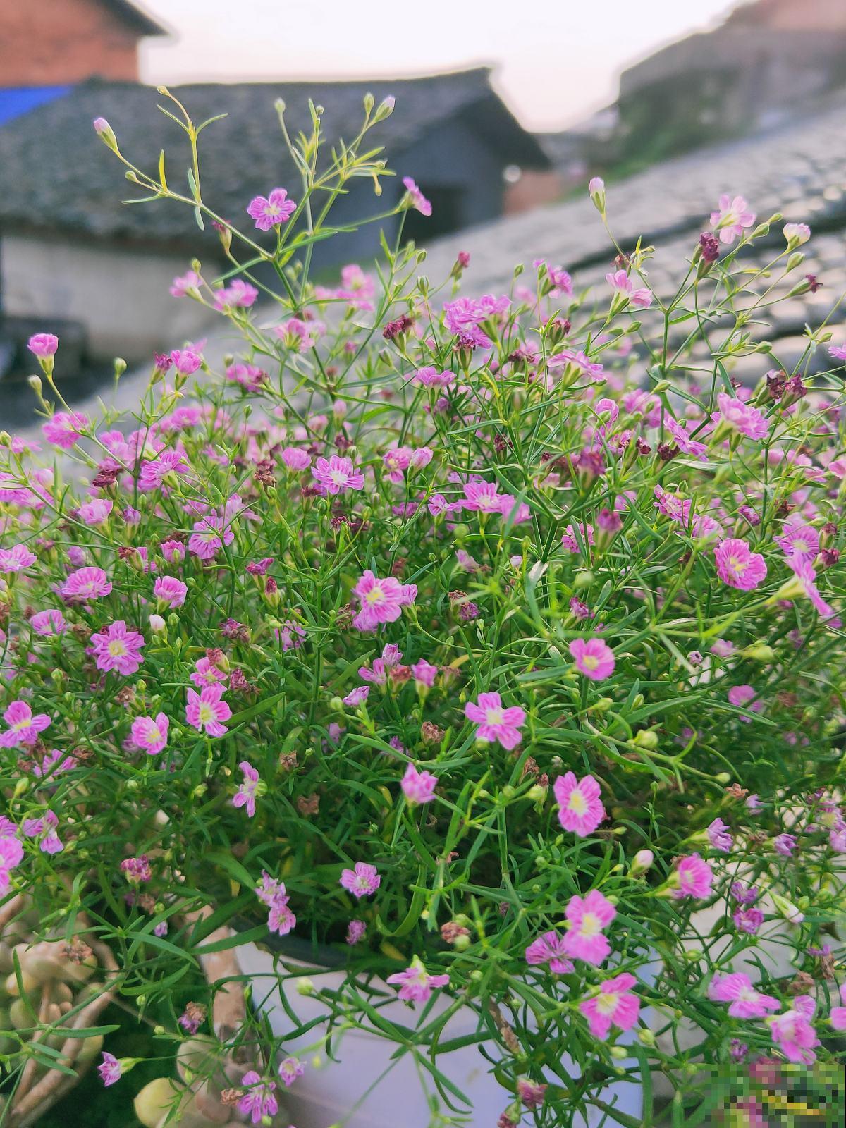 小花盆养花，花长得更壮，还不容易烂根