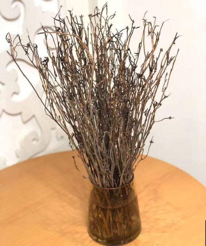 花市看见干枝杜鹃，为了良心，千万别买