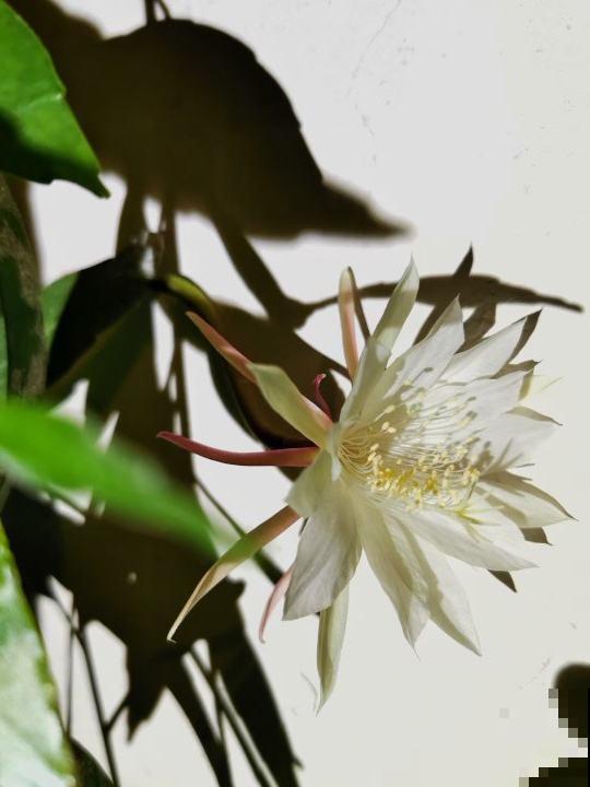 一天中时间不同，开花的植物也不同，太神奇了