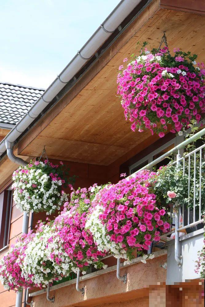 我想有一个,开满花的窗台,每天赏花! 我想有一个,开满花的窗台,每天赏花!