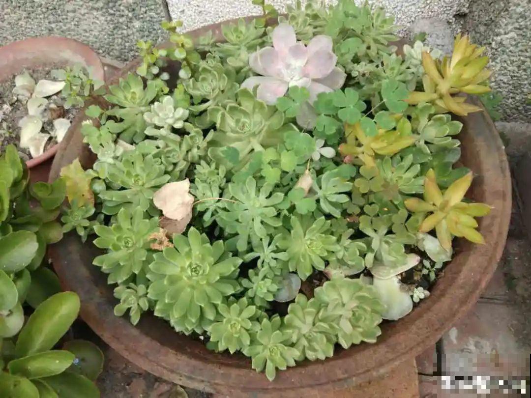 10个养花偏方,一般人我不告诉他,养花太好用 10个养花偏方,一般人我不告诉他,养花太好用