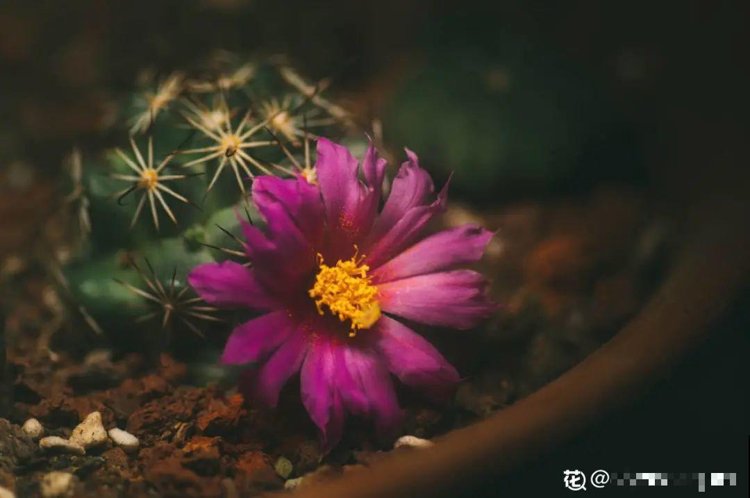 多肉一开花,颜值瞬间高八度,太美了! 多肉一开花,颜值瞬间高八度,太美了!
