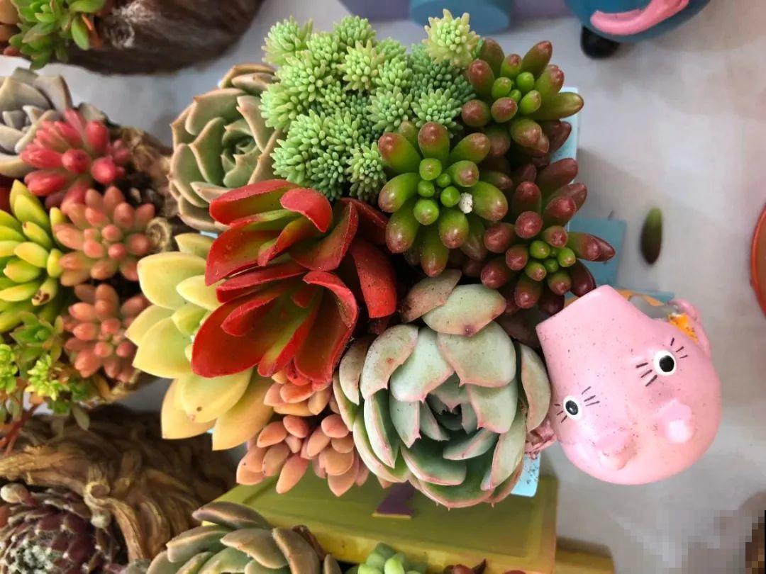 多肉塞进一个盆里，像是艺术品，颜值高了好几个档次！
