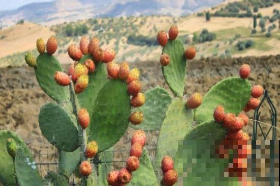 仙人掌被冻死了?提前做好防冻措施,才能平安度过冬季 仙人掌被冻死了?提前做好防冻措施,才能平安度过冬季