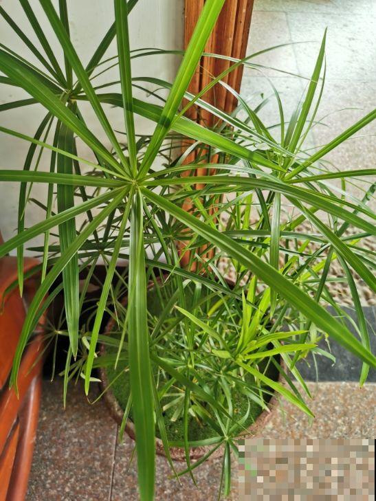 农村常见的野草，城里人当成了宝贝，花市卖得还挺贵