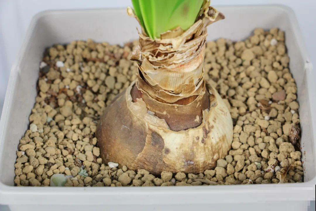 7种花，现在绝对不能剪，剪了一年不开花！