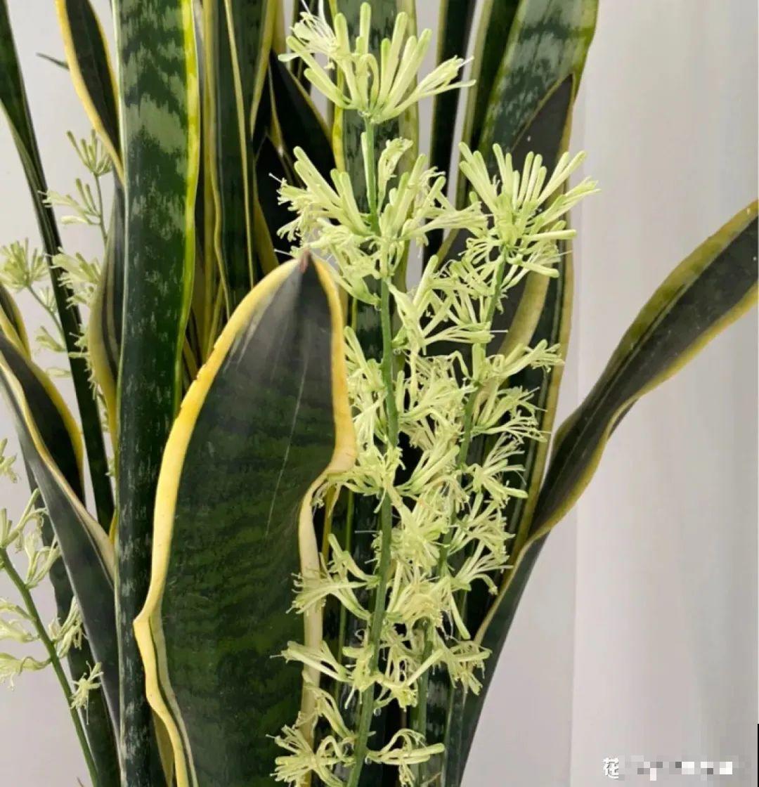 超级耐旱花，整个冬天不浇水，还能胖一圈！