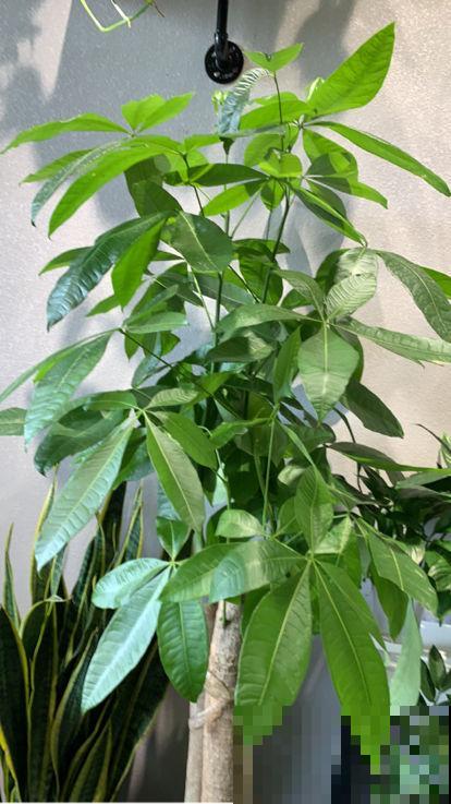 5种财运花,只要养一盆,寓意财源滚滚来 5种财运花,只要养一盆,寓意财源滚滚来