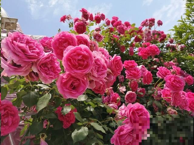 公认好养的月季品种，随便养一盆，轻松开成“大花海”