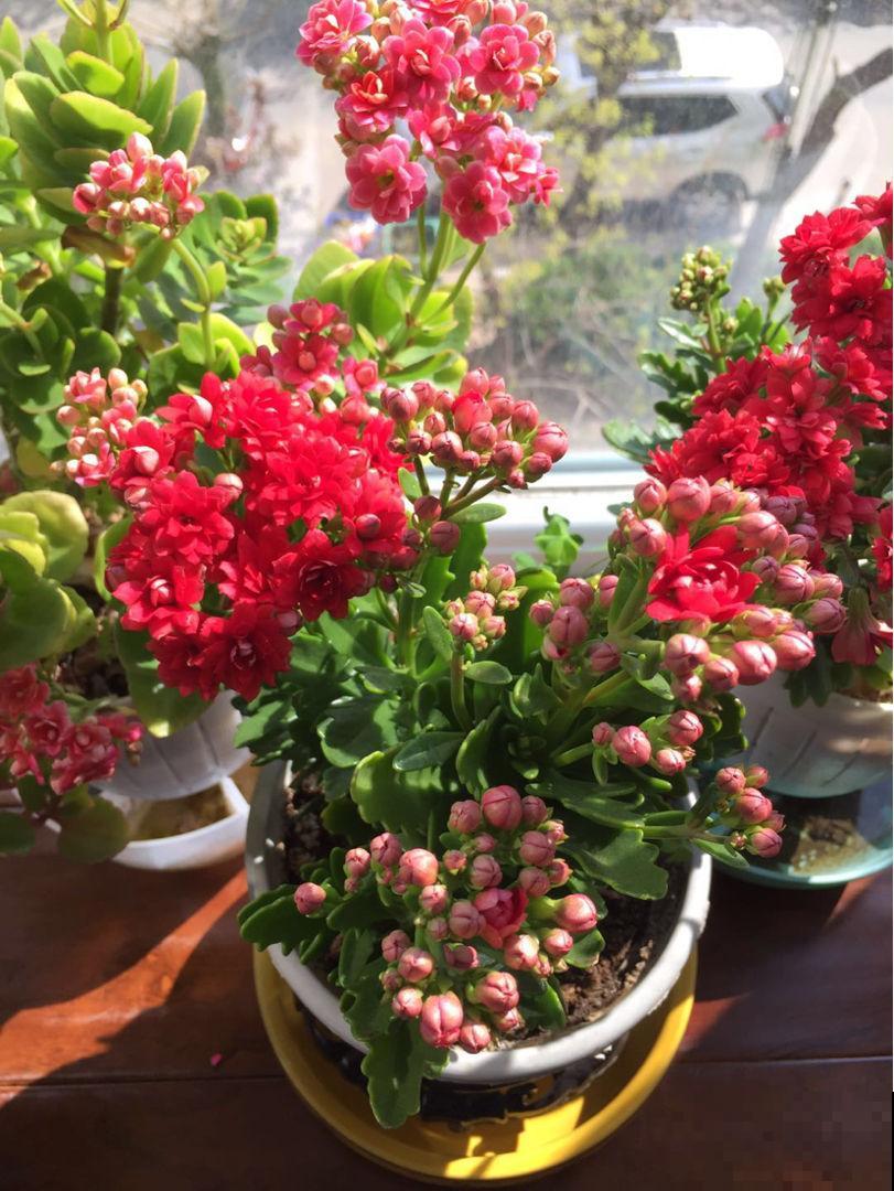 在家里养花,再穷也不能省这3样,能提高养花幸福感 在家里养花,再穷也不能省这3样,能提高养花幸福感