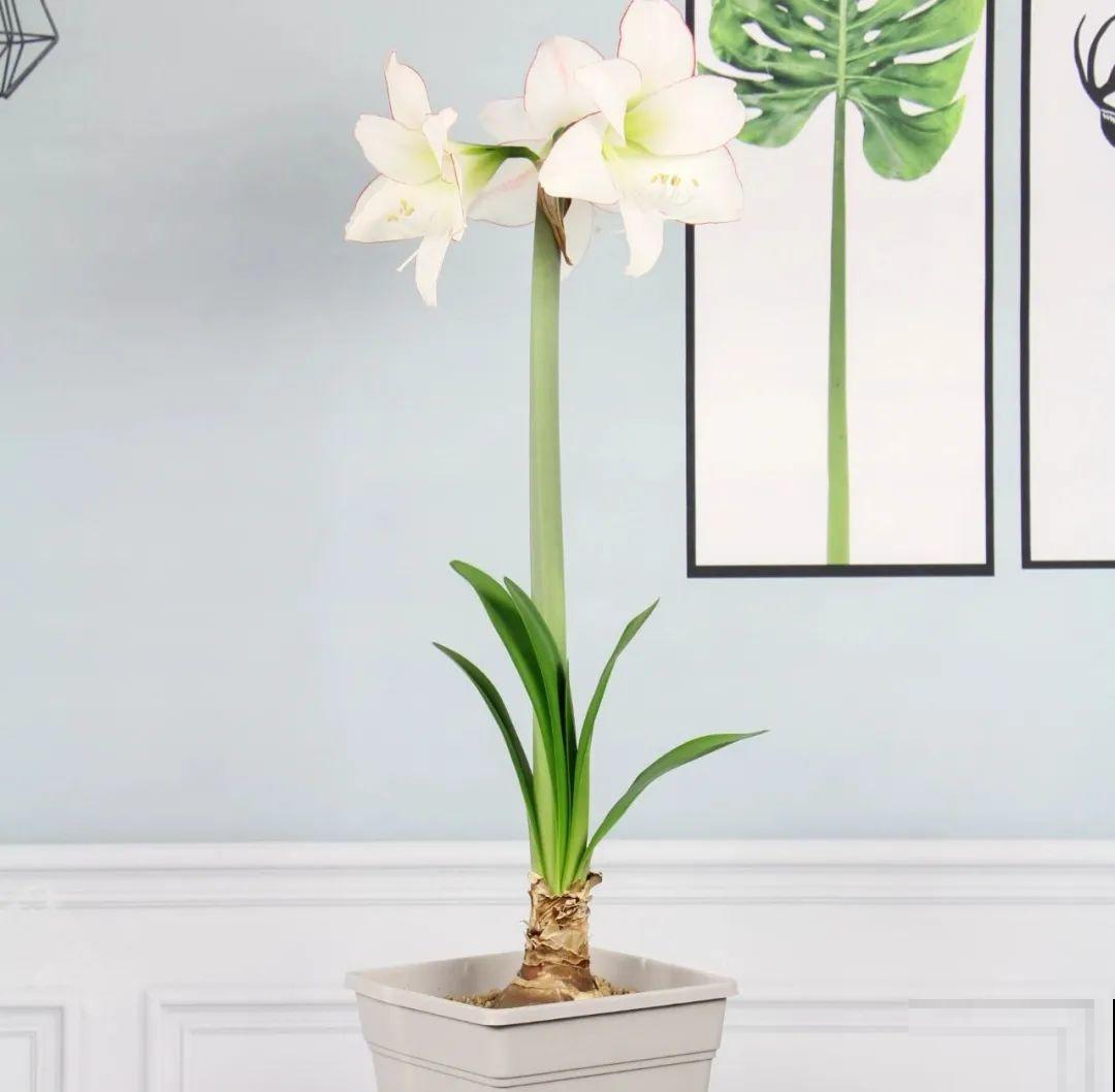 7种花，现在绝对不能剪，剪了一年不开花！