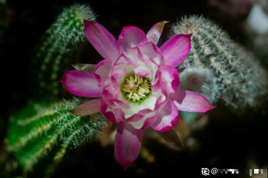 多肉一开花,颜值瞬间高八度,太美了! 多肉一开花,颜值瞬间高八度,太美了!