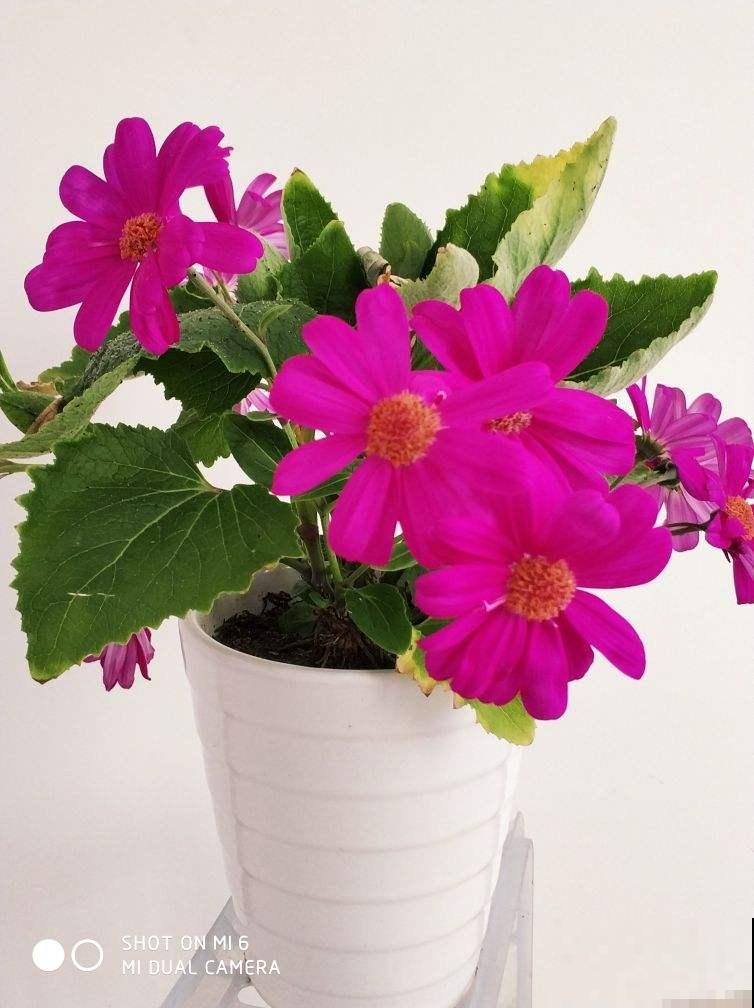 5种花吸引力太强,养好一盆,就会越来越上瘾 5种花吸引力太强,养好一盆,就会越来越上瘾