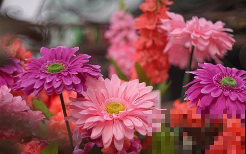 熟知非洲菊养护要点，四季皆可开花，养在家里漂亮极了！