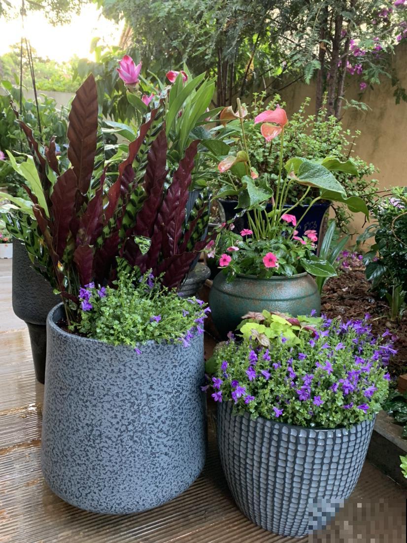 新手买花,要注意4个方面,才能选到好花 新手买花,要注意4个方面,才能选到好花