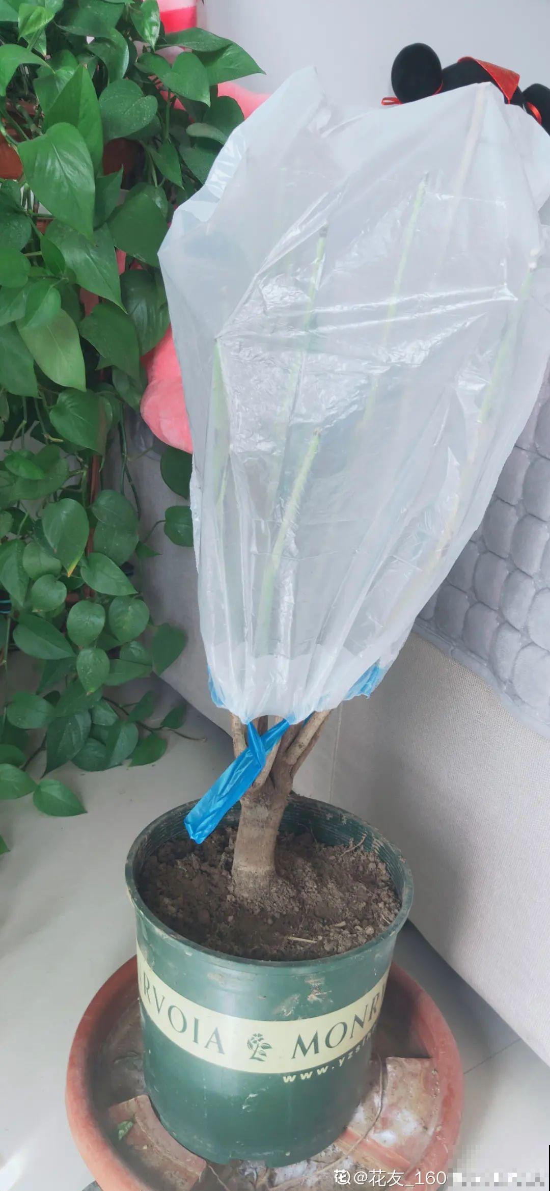 冬天太冷，花要及时保暖，才能安全越冬